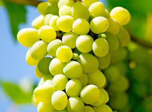 Grapes_500px_wide_FreshPoint1