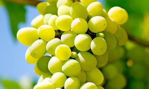 Grapes_500px_wide_FreshPoint2