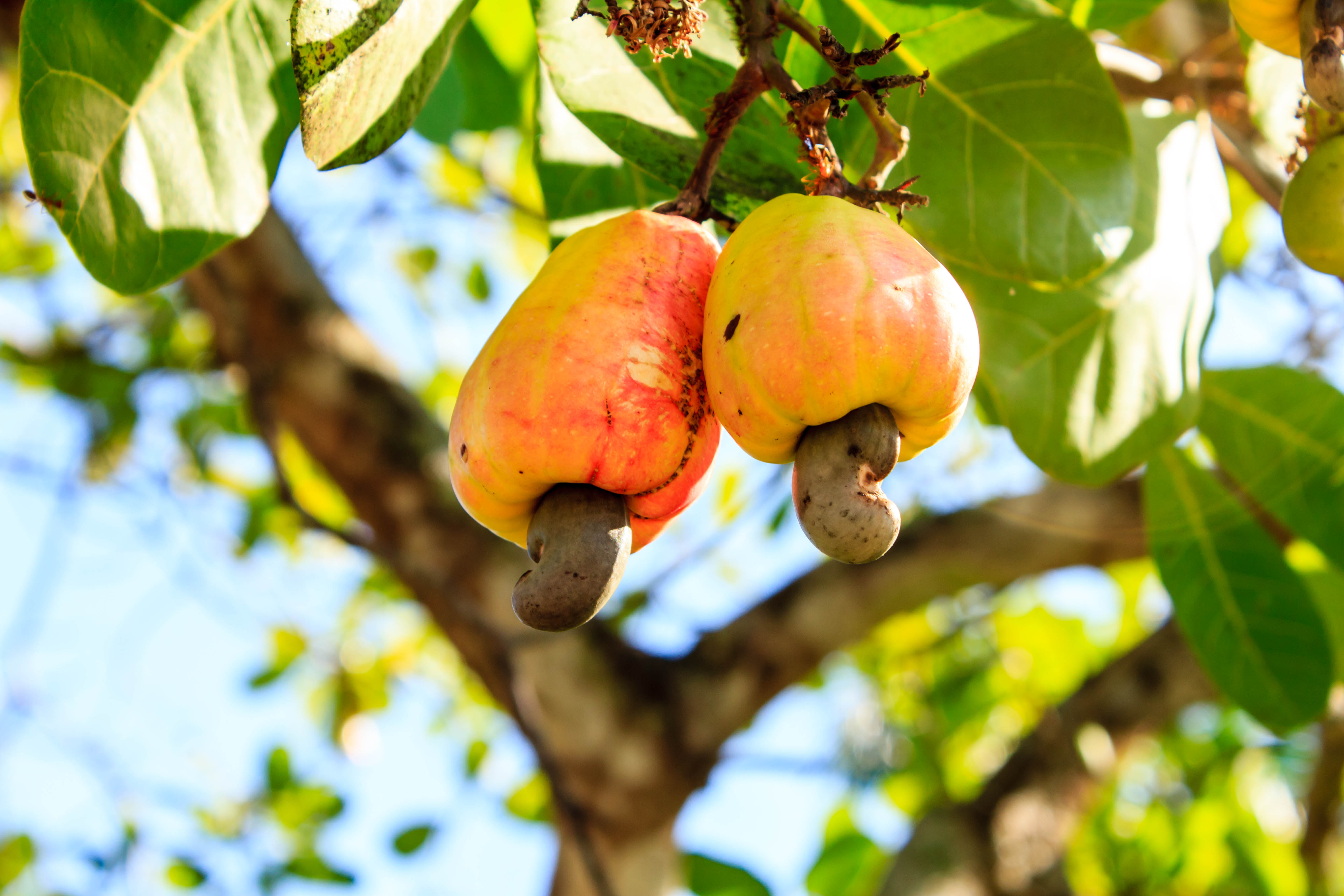 Cashew nuts growing on a tree This extraordinary nut grows outside the fruit