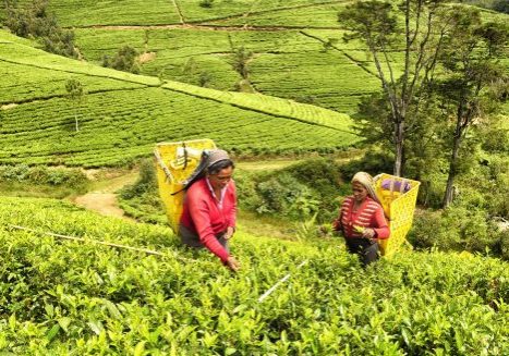 Nuwara Eliya is the heart of the tea industry. The climate, geography and geology of the Sri Lankan Highlands is ideal for tea cultivation but it is very labour intensive. In this Image; Tamil, Sri Lankan, female workers picking tea bush tips to make ceylon tea. When the workers bags are full with fresh picked tea bush tips they are sent to the wholesaler. The tea pickers can get an hour lunch break and a half hour tea break in the day which starts at 7.30am, an hour after dawn. It is very hard work. Some of the tea plantations are just under 7,000 feet high. White sticks  used as a measurement and determines the level of plant  to be collected.